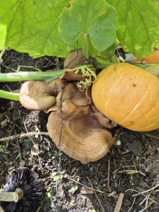 Свинушка тонкая