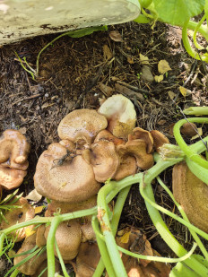 Свинушка тонкая