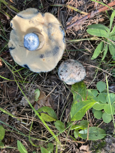 Гиропорус синеющий