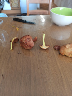 Гриб из Нижний Тагил