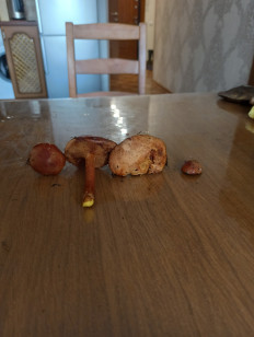 Гриб из Нижний Тагил