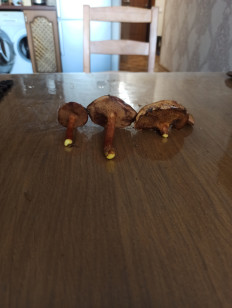 Гриб из Нижний Тагил