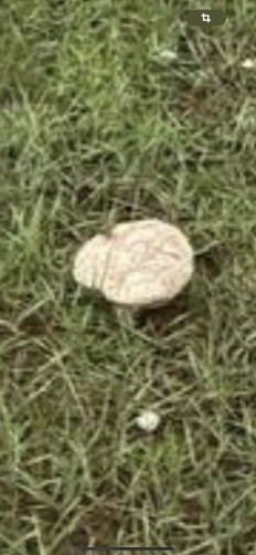 Гриб из Улан-Удэ