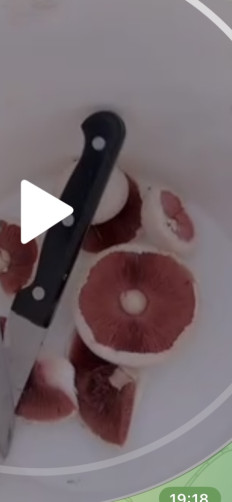 Гриб из Улан-Удэ