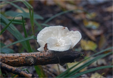 Гриб из Москва