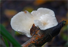 Гриб из Москва