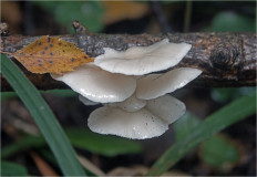 Гриб из Москва