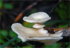 Гриб из Москва