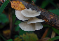 Гриб из Москва