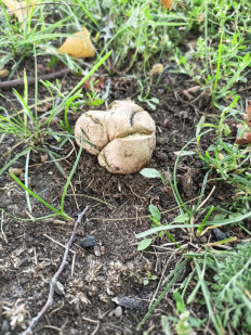 Гриб из г.Спасск Пензенская область