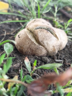 Гриб из г.Спасск Пензенская область