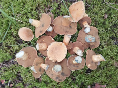 Маслёнок желто-бурый