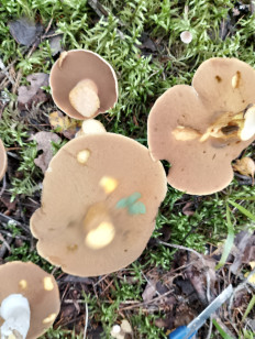 Маслёнок желто-бурый