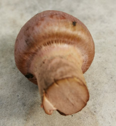 Мокруха пурпуровая