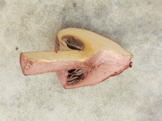 Мокруха пурпуровая