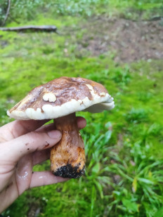 Гриб из Нижний Новгород