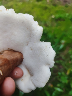 Гриб из Нижний Новгород