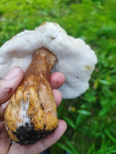 Гриб из Нижний Новгород