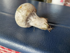 Гриб из Тверская обл.