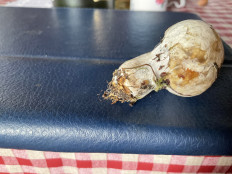 Гриб из Тверская обл.