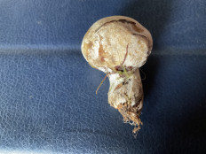 Гриб из Тверская обл.