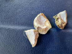 Гриб из Тверская обл.