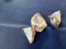 Гриб из Тверская обл.