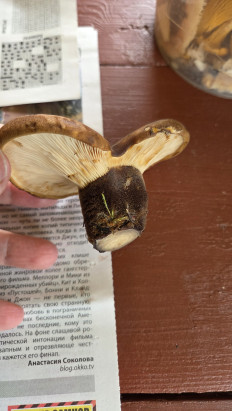 Гриб из Саулкрасты