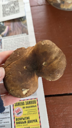 Гриб из Саулкрасты