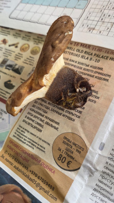 Гриб из Саулкрасты