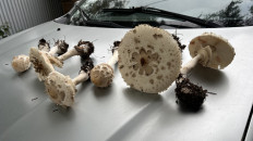 Chlorophyllum rhacodes - Зонтик краснеющий