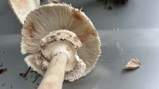 Chlorophyllum rhacodes - Зонтик краснеющий