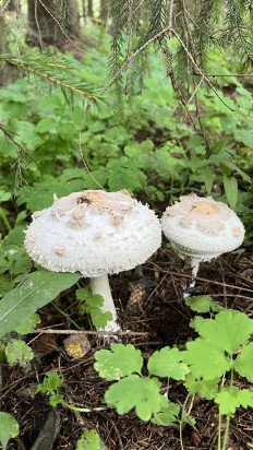 Chlorophyllum rhacodes - Зонтик краснеющий