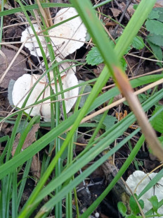 Clitocybe rivulosa - Говорушка беловатая