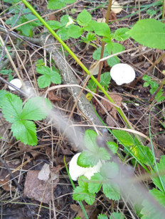 Clitocybe rivulosa - Говорушка беловатая