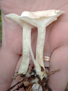 Clitocybe rivulosa - Говорушка беловатая