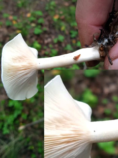 Clitocybe rivulosa - Говорушка беловатая
