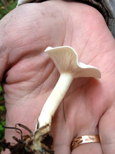 Clitocybe rivulosa - Говорушка беловатая