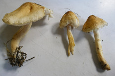 Гриб из Тевриз