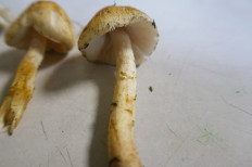 Гриб из Тевриз