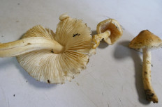 Гриб из Тевриз