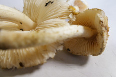 Гриб из Тевриз