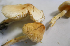 Гриб из Тевриз