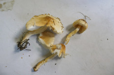 Гриб из Тевриз