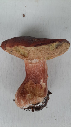 Гриб из Москва