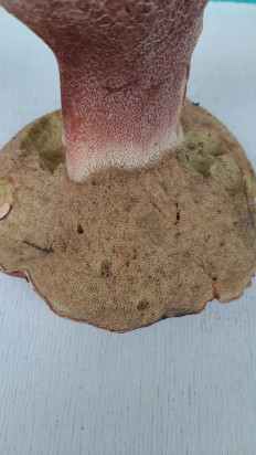 Гриб из Москва