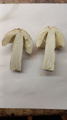 Гриб из Минск