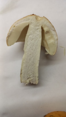 Гриб из Минск