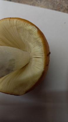 Гриб из Минск