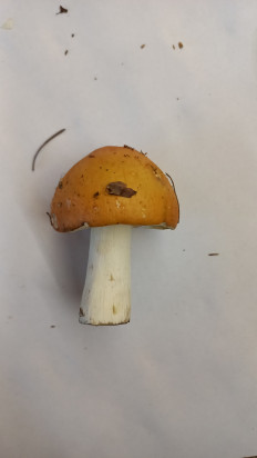 Гриб из Минск